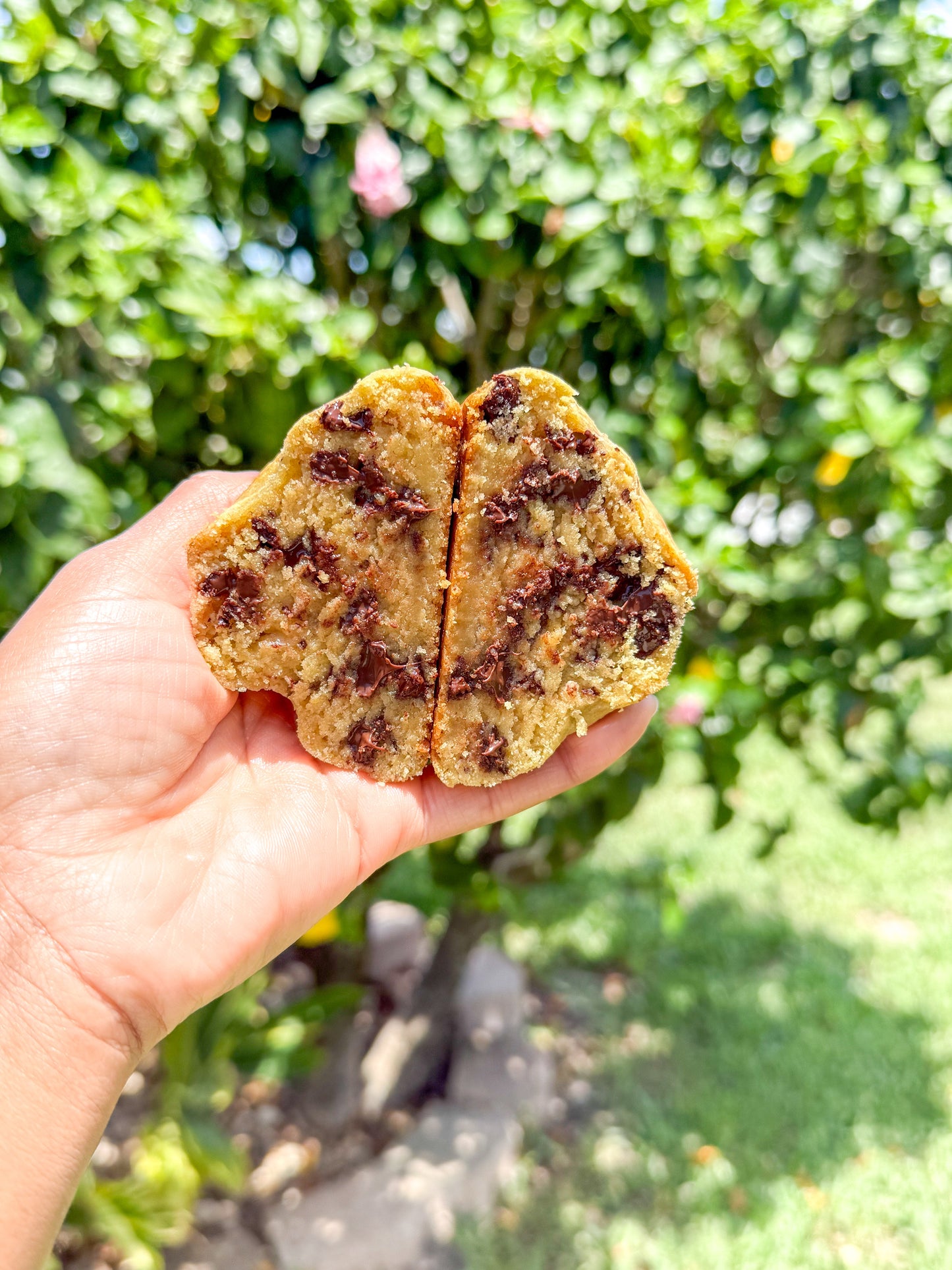 Chocolate Chip